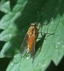 Rhagio tringarius
